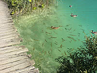 Plitvice ducks